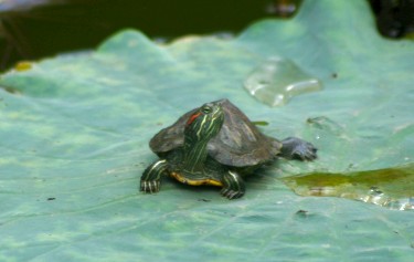 Schildkröte an der Einsäulen-Pagode